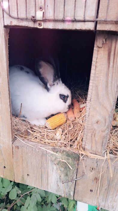Sprzedam króliki srokacz