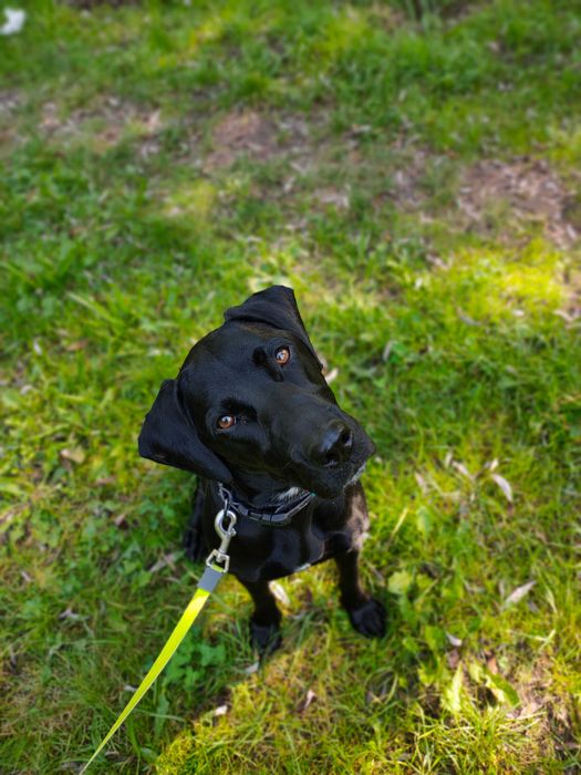 Petsitter, hotel dla psów, opieka nad psem, spacery