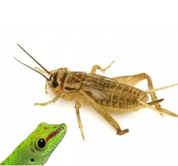 Świerszcze bananowe duże 100szt