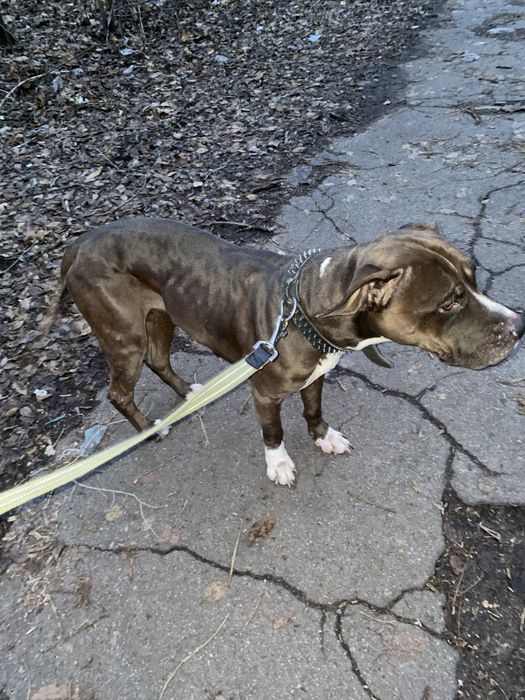 Стафф стаффорд с документами КСУ