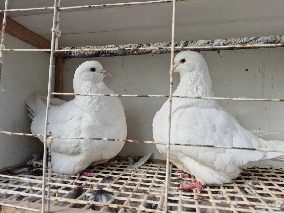Gołębie mondajny sprzedam para rozpłodowa