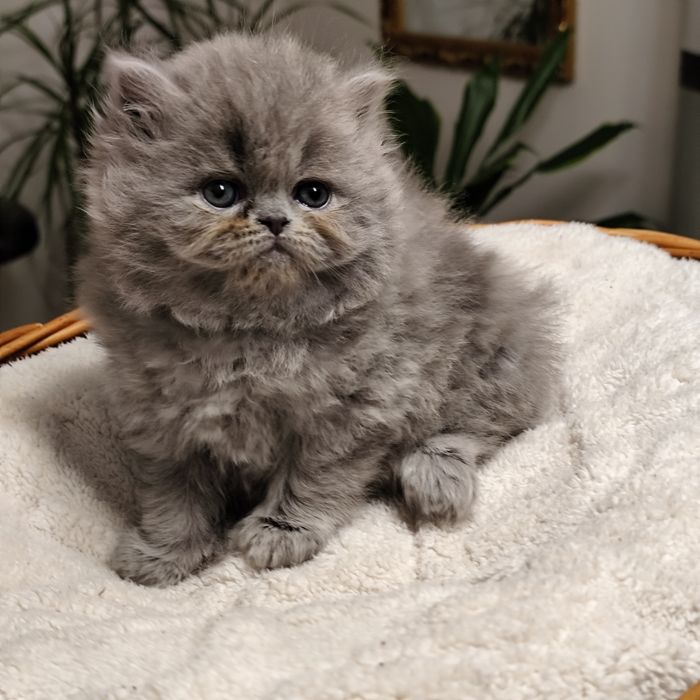 Kotka perska niebieska