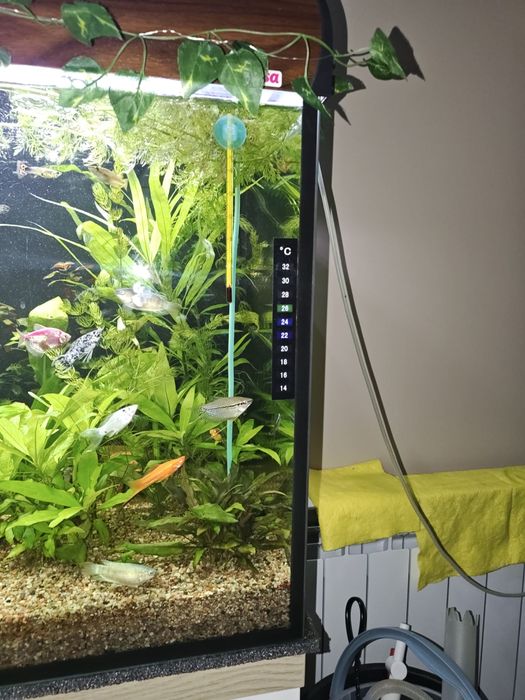Akwarium 240L diversa + nowa szafka stan idelany
