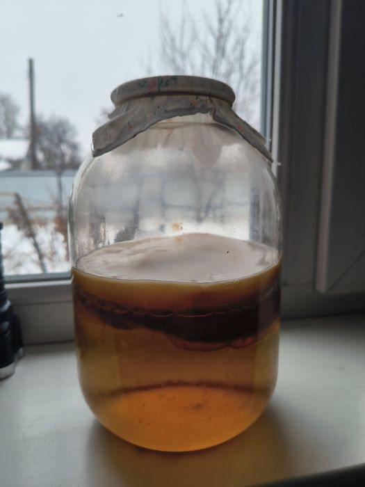 Продам чайний гриб
