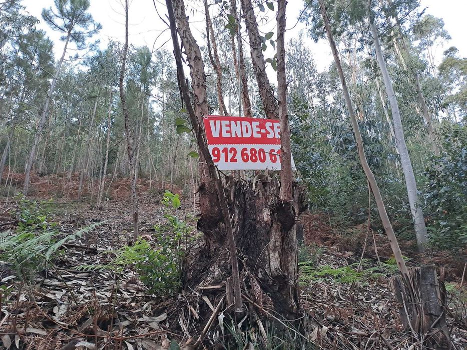 Terreno Rústico com 2.000 m² junto à Mata de Vale de Canas — Coimbra