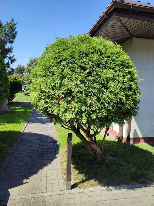 Tuja kula wysoka