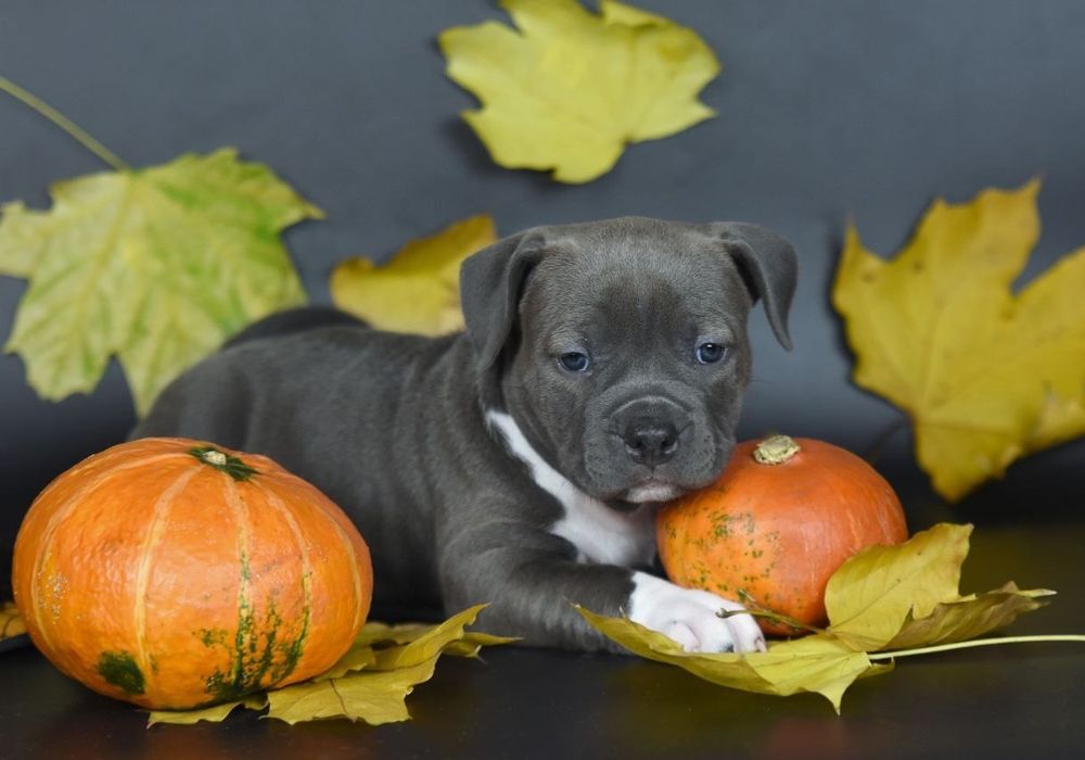 Голубая красавица амстафф, стафф, стаффордширский терьер с док КСУ