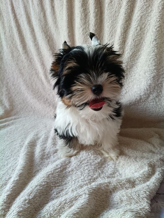 Samiec ,BIEWER Yorkshire Terrier  ZkwP FCI