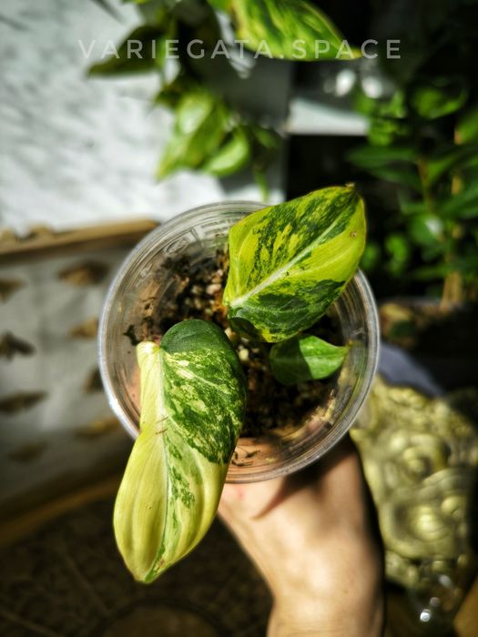 Philodendron Gloriosum tricolor variegata filodendron