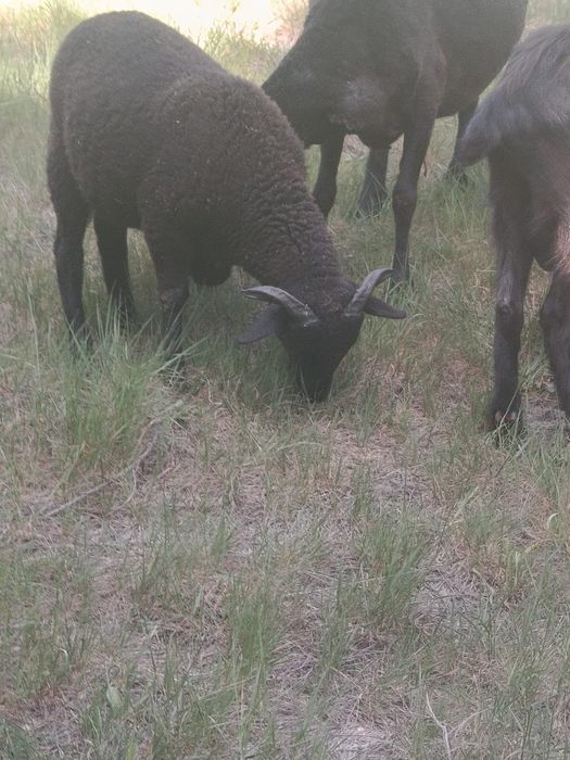 Vendo borrego da raça churra 95€