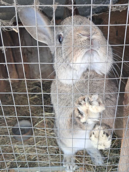 Кролики кроленята