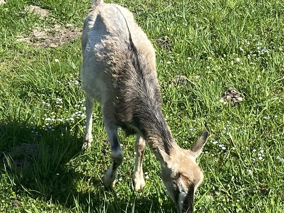 ТЕРМІНОВО. Продаються породисті кози, цапи і козенята