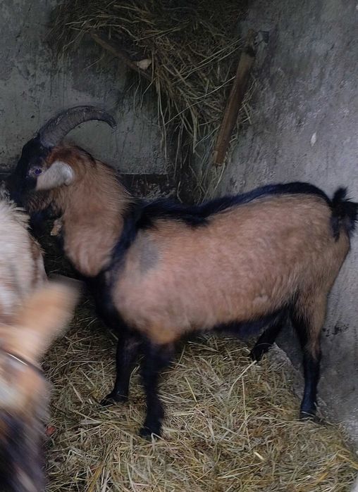 Kozy kozły  sprzedam