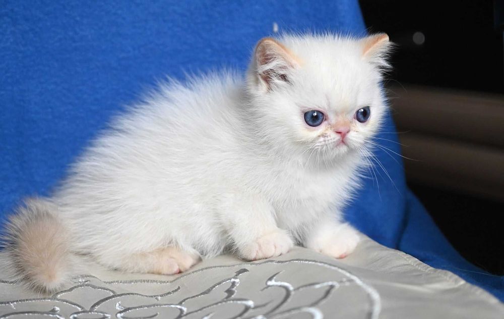 Екзотичний хлопчик Біллі