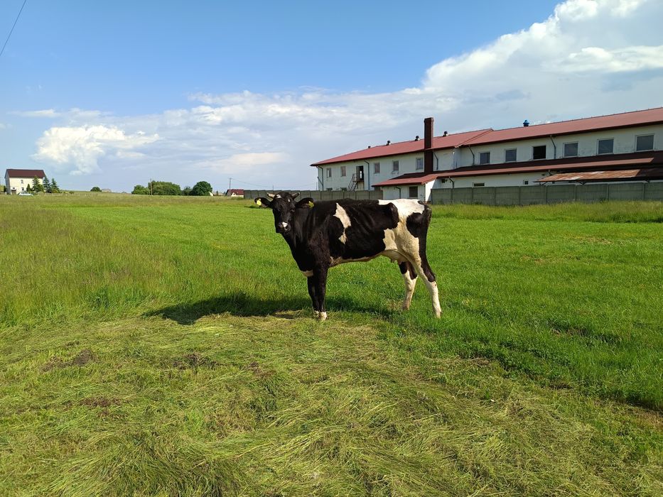 Sprzedam mleko krowie