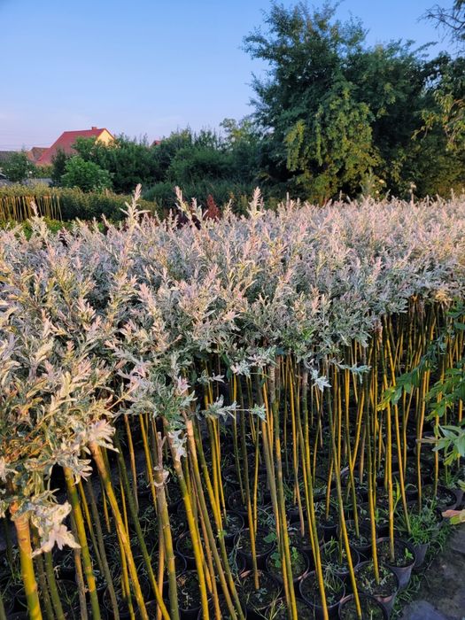 'Hakuro-nishiki' – wierzba japońska o trójkolorowych liściach