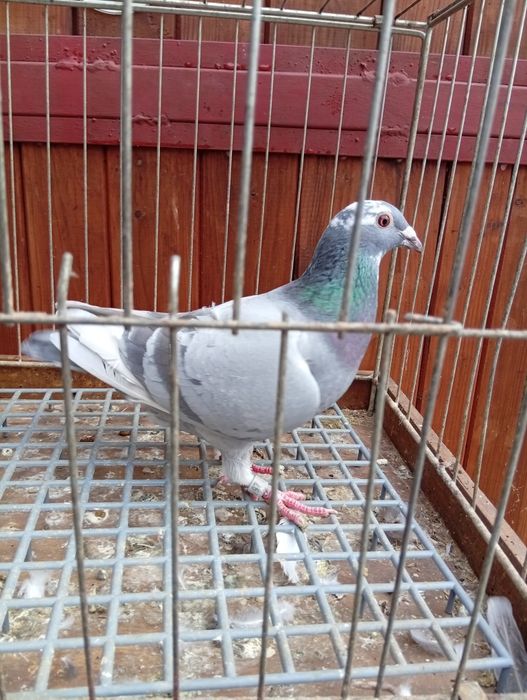 Gołębie pocztowe gołąb pocztowy