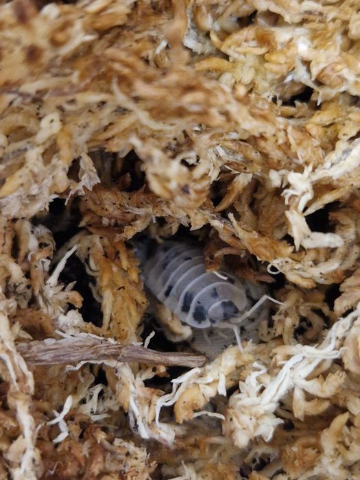 Isopody prosionki Porcellio laevis "dairy cow" krówki