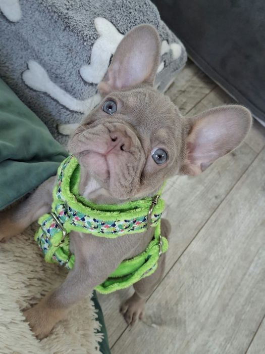 Caramello Buldog francuski Isabella New Shade tan  samiec
