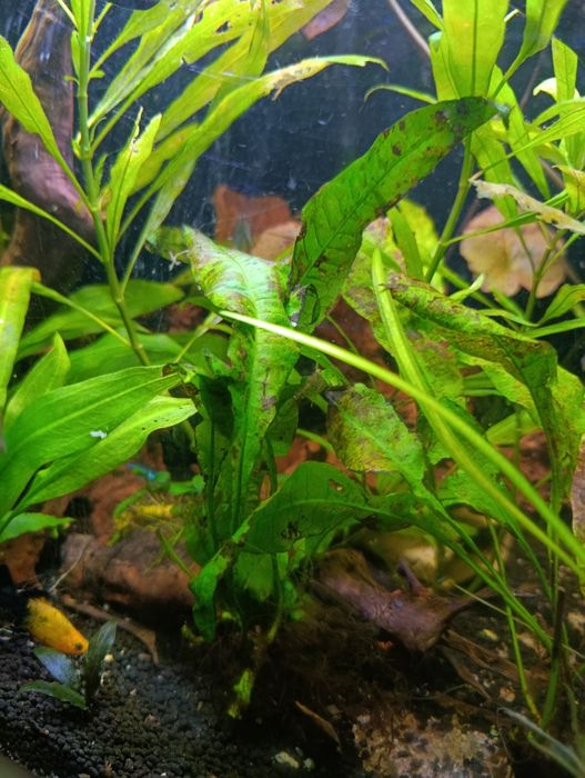 Plantas de aquário