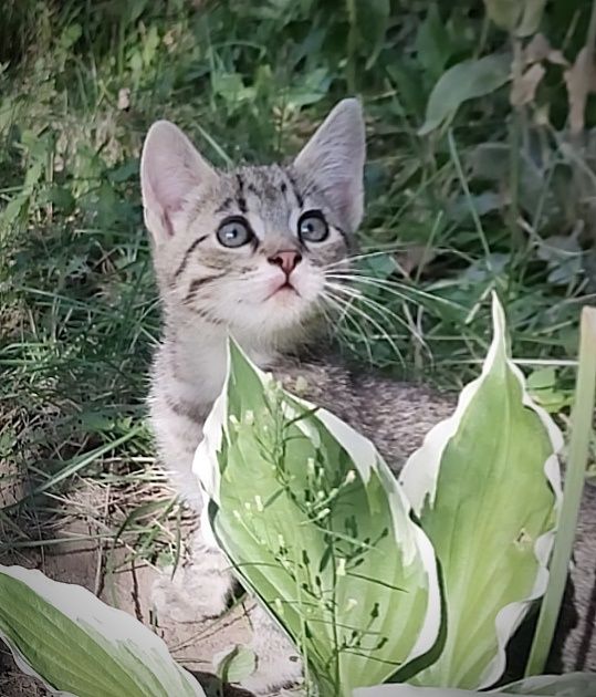 Бесплатно в хорошие руки