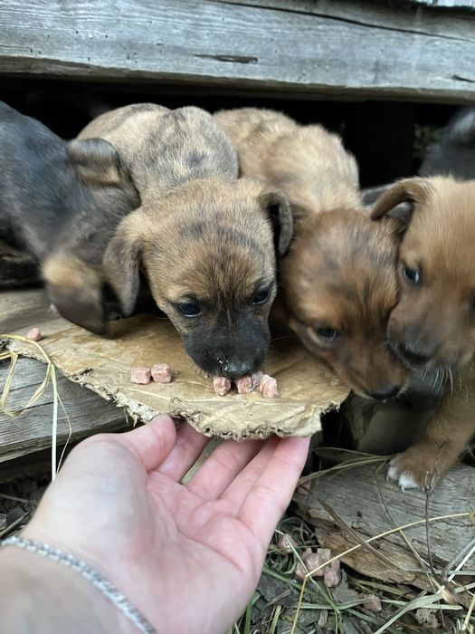 Віддамо в добрі руки маленьких цуценят