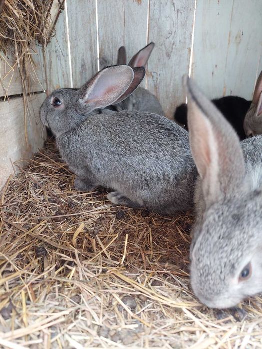 Кролики (молодняк)