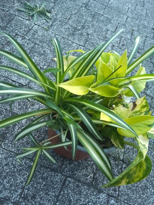 Zielistka ep trikolor  epi neon pothos