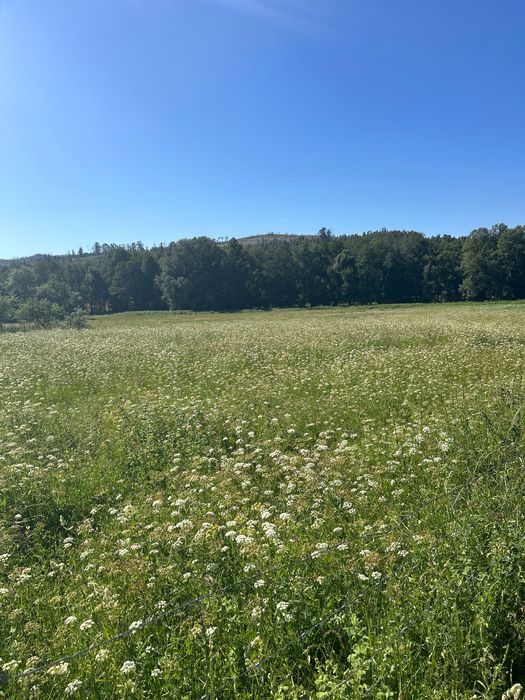 Feno oferece-se cerca de 2 hectares
