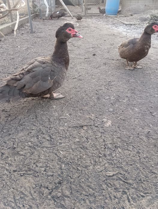 Качки шипуни на розмноження