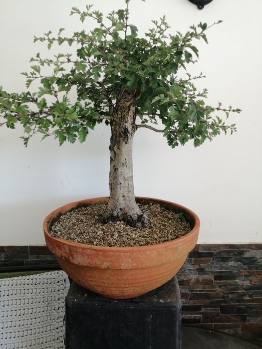 Bonsai Crataegus, Espinheiro  50cm