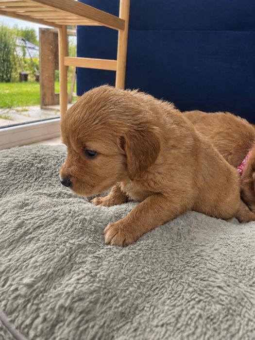 Suczka Golden Retriever - linia amerykańska