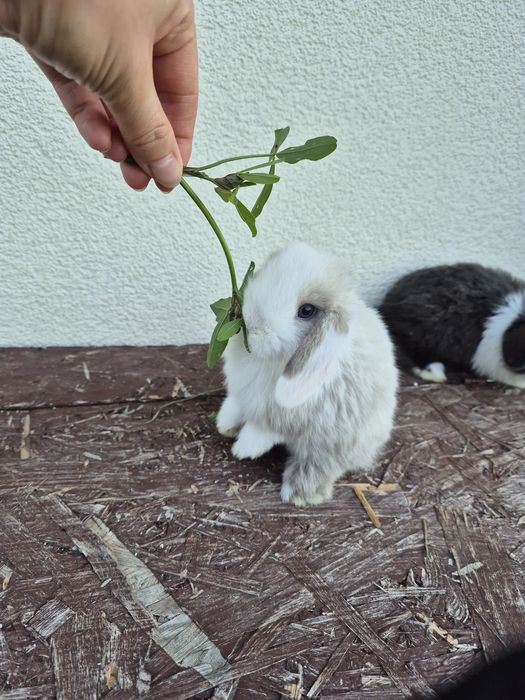 Królik minilopek mini lop
