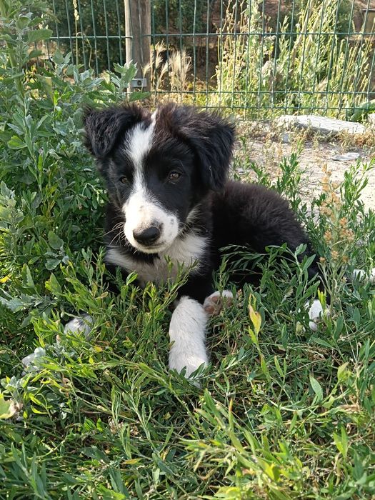 Borderô collie cachorro