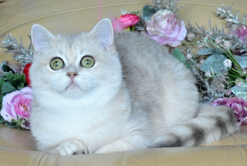 Голубая золотая шиншилла, ау12, кошечка, продажа