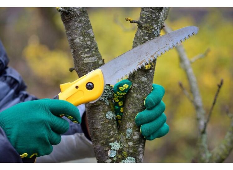 Работы в саду,обрезка деревьев винограроз,стрижка хвойных и их лечение