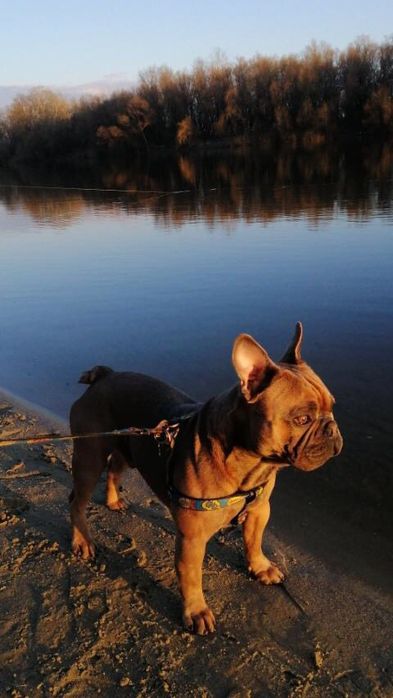 Предоставляет свои услиги для случки