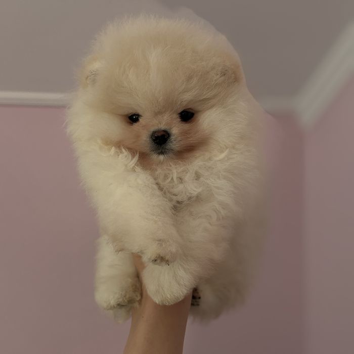 супер ведмедик шоу Классу