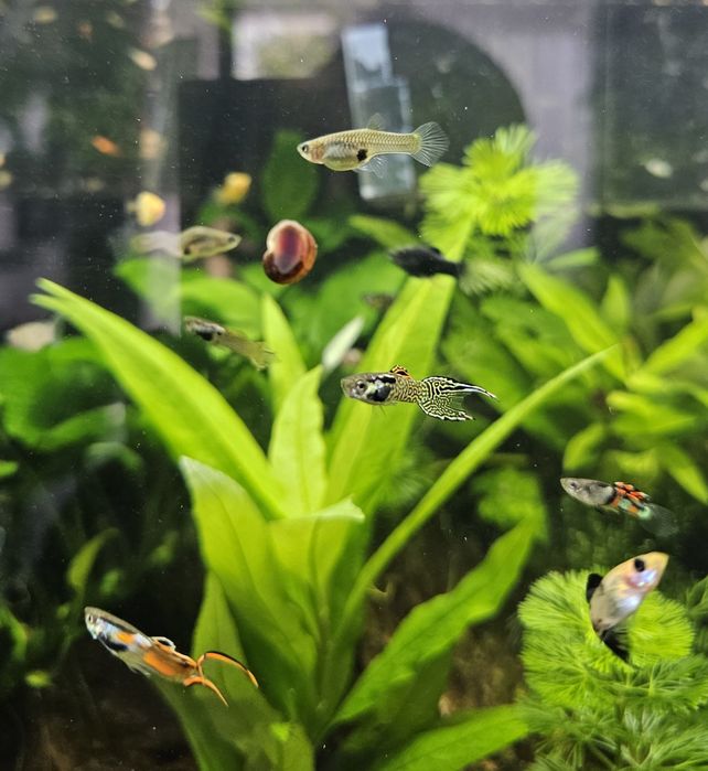 Gupiki Endlera samce i samice