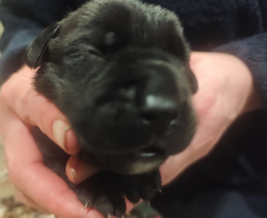 Цуценя Кане Корсо дівчінка,і хлопчики