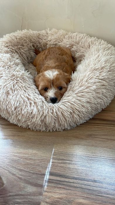 Cavapoo suczka gotowa do odbioru