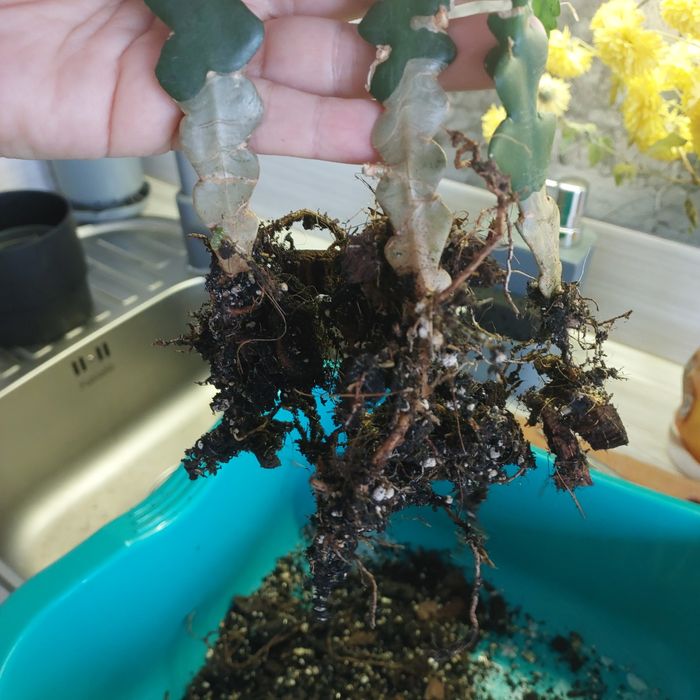 Епіфілум ангулігер "риб'яча кістка"