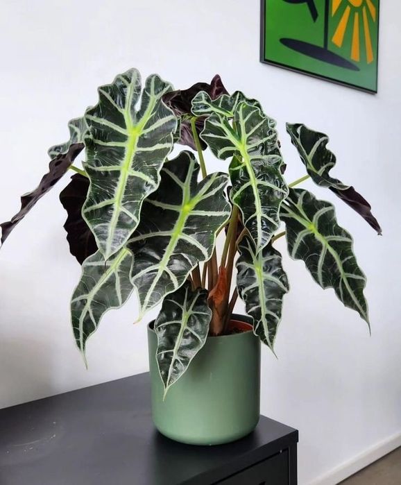 Клубни алоказия полли/Alocasia x amazonica Polly
