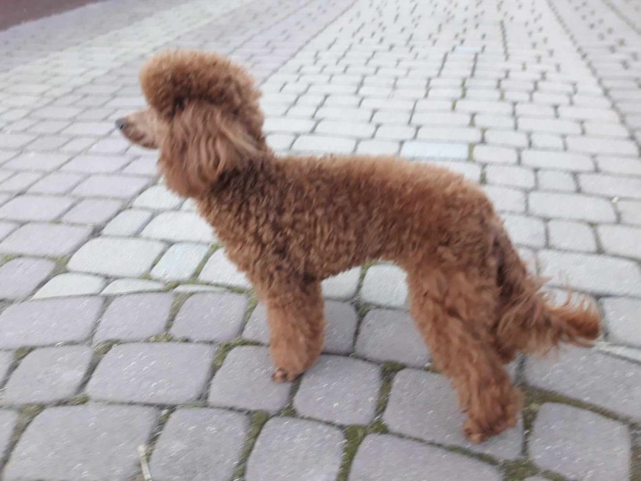 Sprzedam suczkę maltipoo