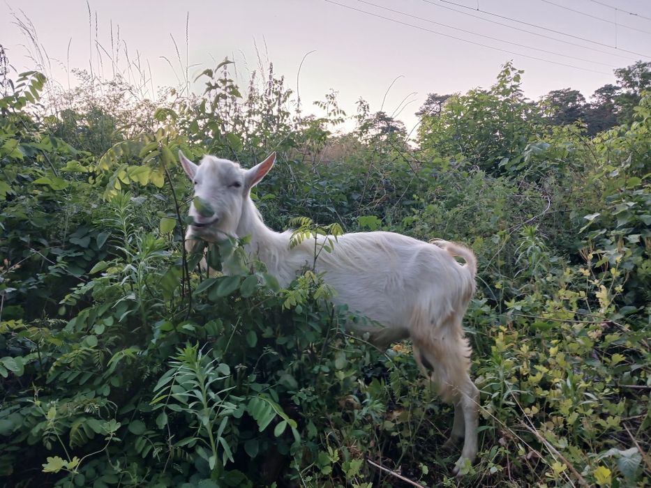 Козлики НА ПЛЕМ'Я