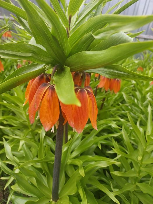 Пропоную квіти мого саду