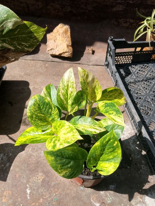 Монстера Альба, монстера вариегатная. Епипремнум