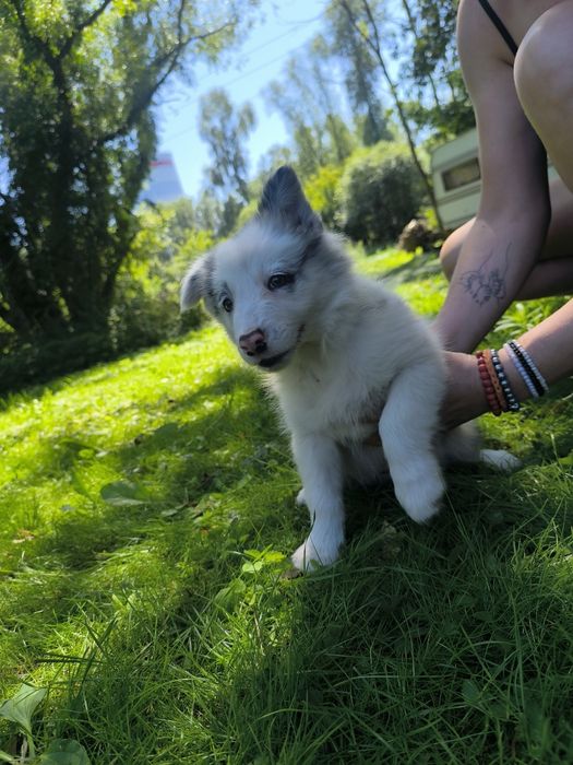 Border collie suczka blue merle