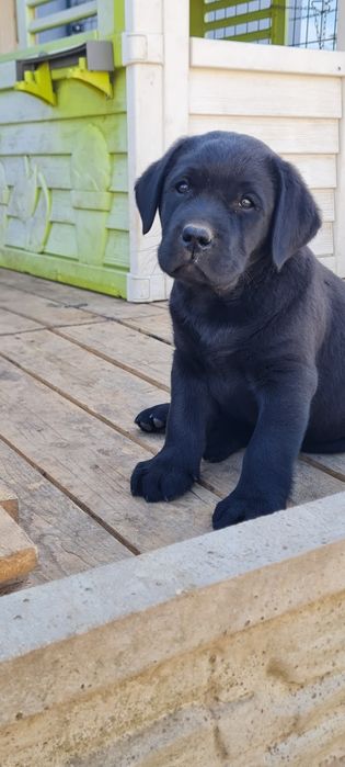 Czarny samiec Labrador Retriever ZKwP FCI