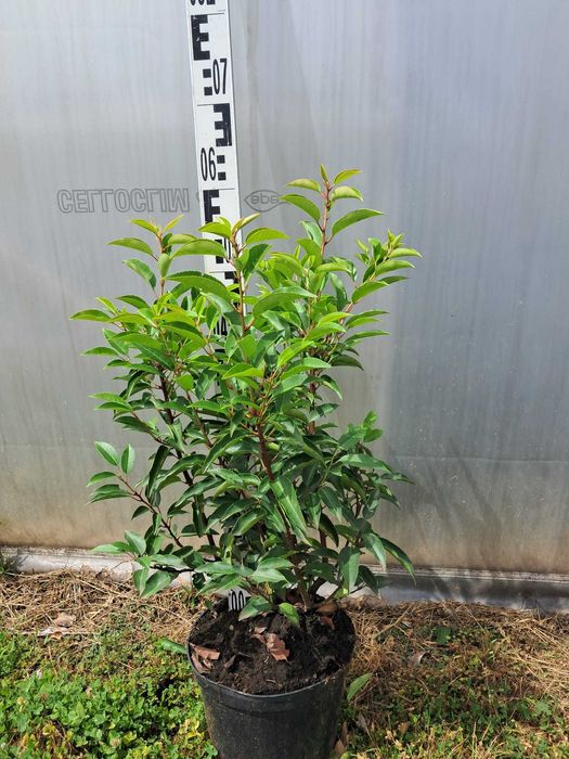 Laurowiśnia portugalska 60cm+ WYSYŁKA